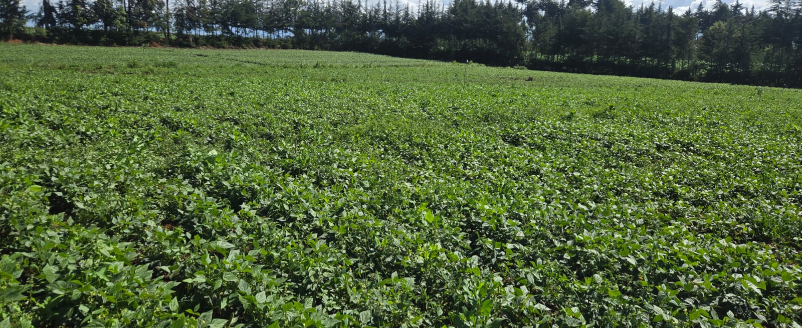 Farmers harvesting fresh vegetables in Kenya